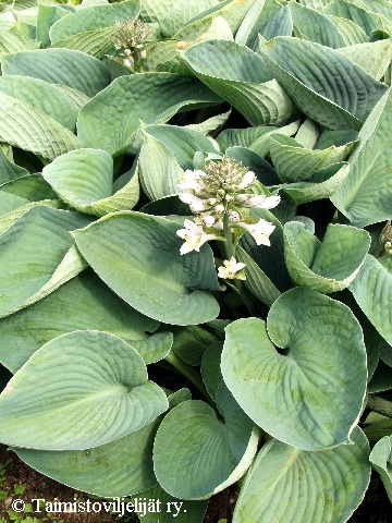  Hosta sieboldiana Elegans